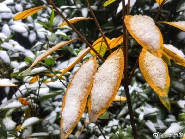 就在明天，正式进入！陕西发布重要天气报告，局地暴雪！