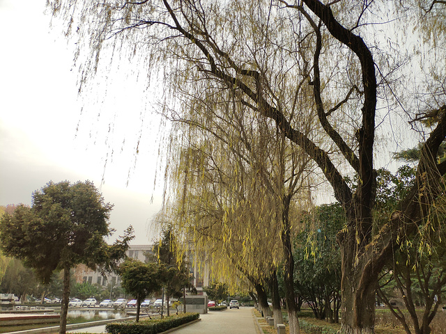 "西安交通大学是我到西安逛的第一个景点。它有个有趣的花名，“不挂女神”_西安交通大学(兴庆校区)"的评论图片