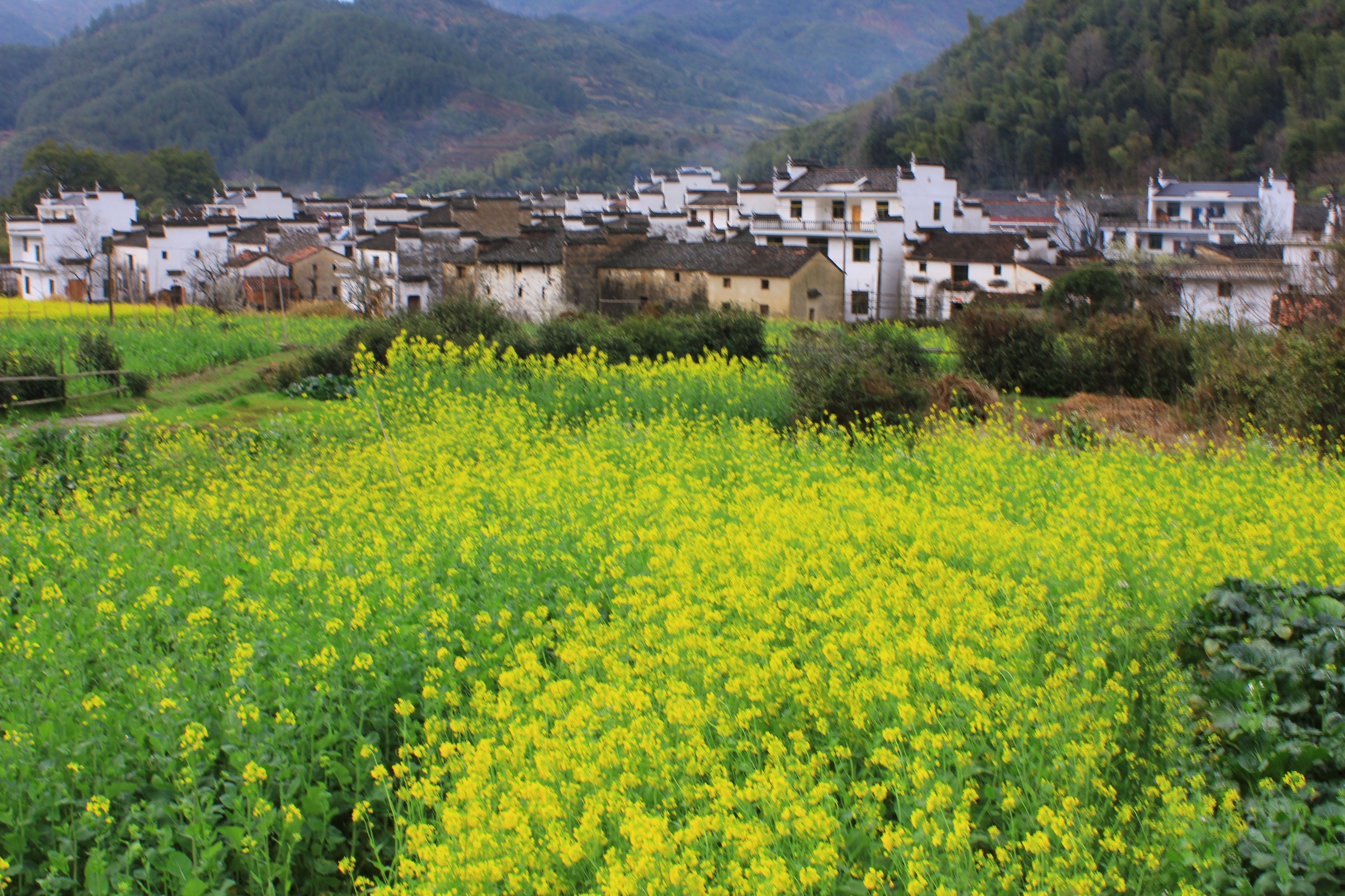 婺源虹关村