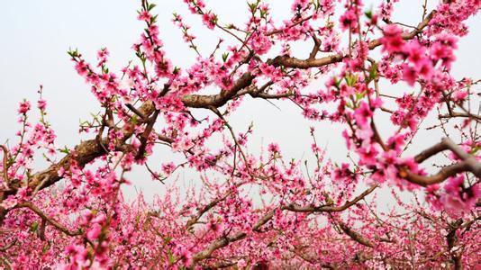 黄河涯万亩桃园桃花节