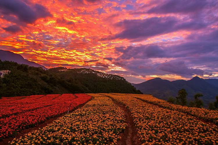 十里蓝山夕日花田