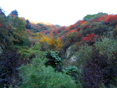 翠华山绚丽秋景