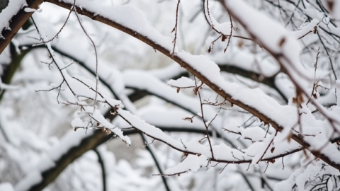 黑龙江大部气温普遍在-22℃以下 哈尔滨本周有三次降雪过程