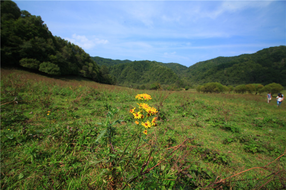 宝鸡大水川：惬意的高山草甸