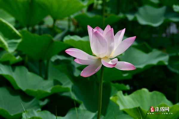 夏荷荷叶荷韵荷塘盛开的荷花-