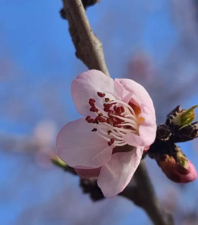 北京：周六阵风较大 注意防风防火 近期花粉浓度明显上升