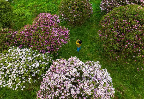 金佛山杜鹃花迎来最佳观赏期。景区供图