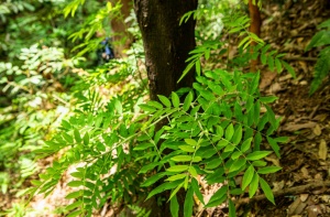 三匹虎自然保护区发现胸径56.7厘米的野生小叶红豆