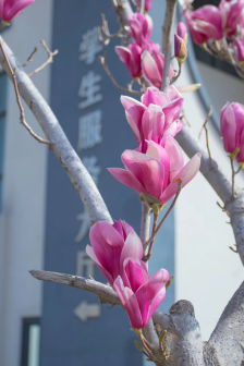 泰山科技学院春景