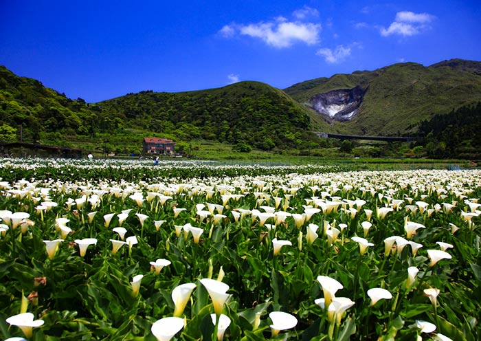 竹子湖海芋田