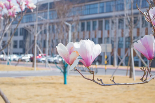 泰山科技学院春景