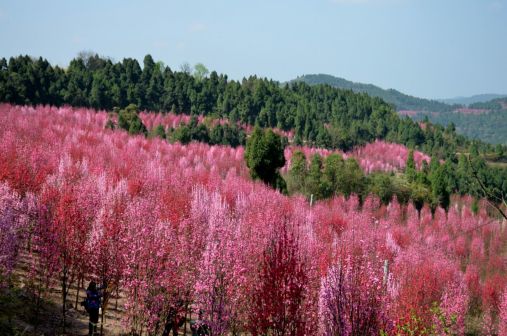 桃花谷