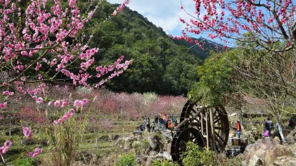 桃花谷