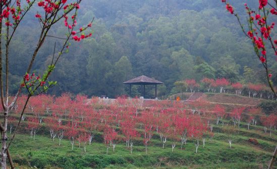 桃花谷